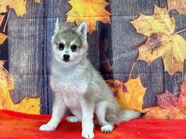 Alaskan Klee Kai-Dog-Female-Sable / White-25660-Petland Scottsdale, Arizona
