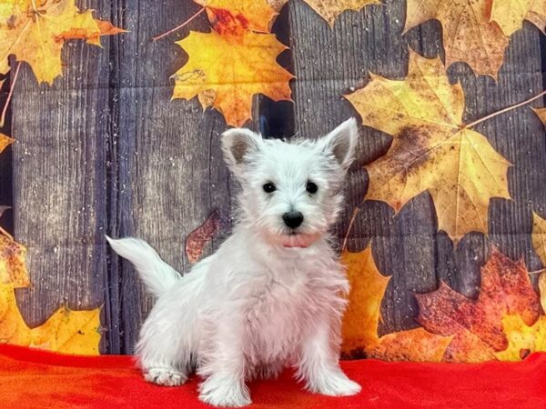 West Highland White Terrier-Dog-Female-White-25658-Petland Scottsdale, Arizona
