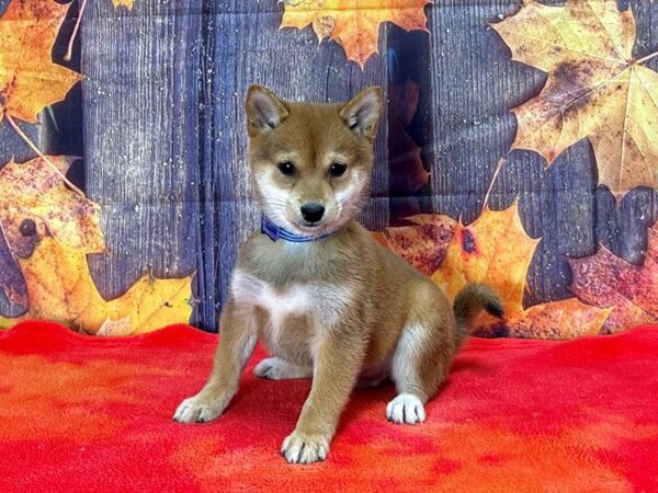 Shiba Inu-Dog-Male-Red Sesame-25655-Petland Scottsdale, Arizona
