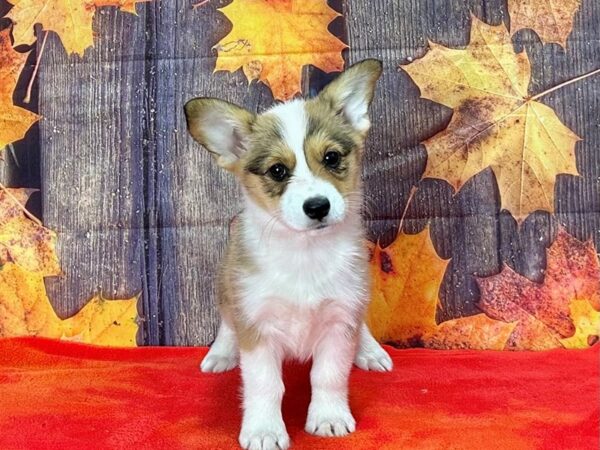 Pembroke Welsh Corgi-Dog-Female-Sable / White-25653-Petland Scottsdale, Arizona