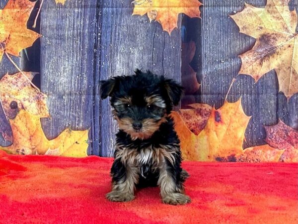 Yorkshire Terrier Dog Female Black / Tan 25659 Petland Scottsdale, Arizona