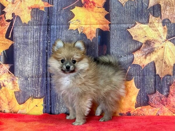 Pomeranian-Dog-Male-Orange Sable-25654-Petland Scottsdale, Arizona