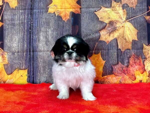 Pekingese-Dog-Female-Black White / Tan-25652-Petland Scottsdale, Arizona