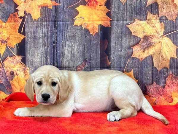 Labrador Retriever-Dog-Female-Yellow-25650-Petland Scottsdale, Arizona
