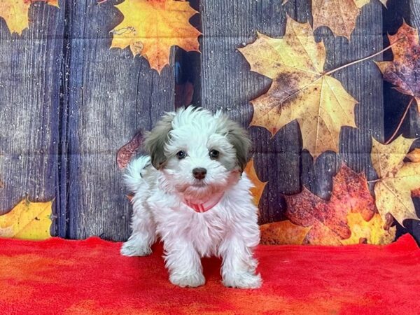 Havanese-Dog-Female-Chocolate Sable-25649-Petland Scottsdale, Arizona
