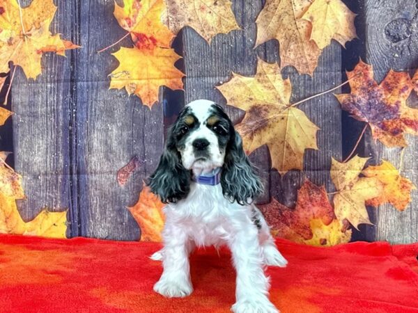Cocker Spaniel-Dog-Male-Blue Roan and Tan-25648-Petland Scottsdale, Arizona