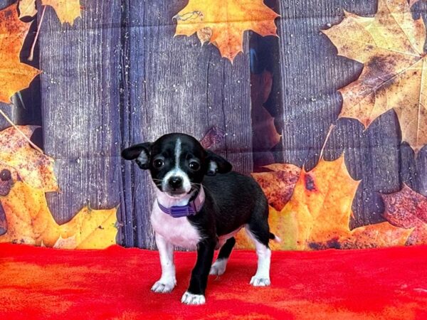 Chihuahua-Dog-Male-Black and White-25647-Petland Scottsdale, Arizona