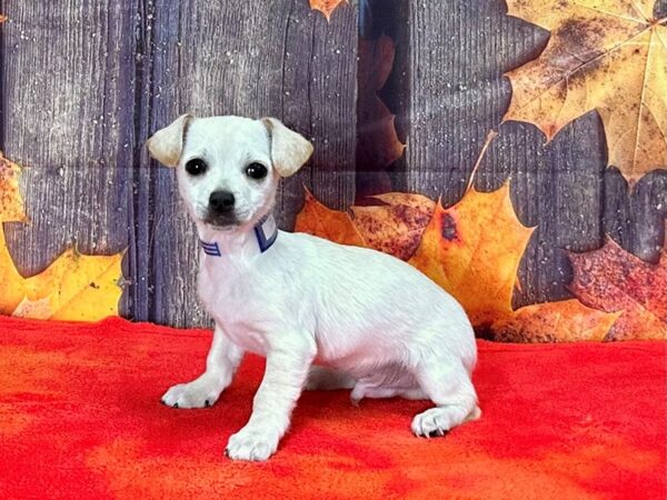 Chihuahua-Dog-Male-Cream-25646-Petland Scottsdale, Arizona