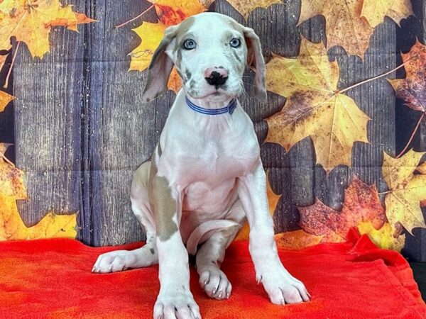 Great Dane-Dog-Male-Merlequin-25643-Petland Scottsdale, Arizona