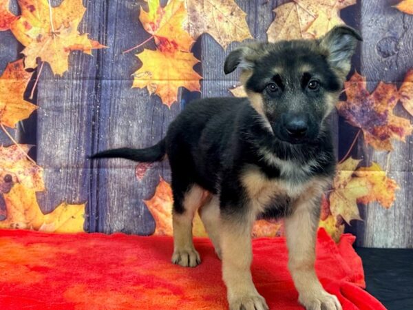 German Shepherd Dog-Dog-Male-Black and Tan-25642-Petland Scottsdale, Arizona