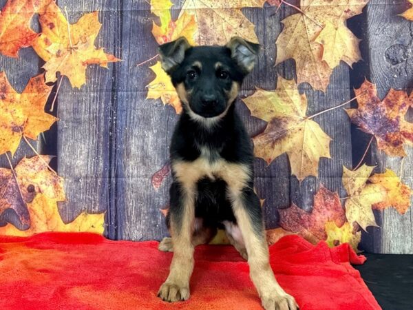 German Shepherd Dog-Dog-Female-Black and Tan-25641-Petland Scottsdale, Arizona