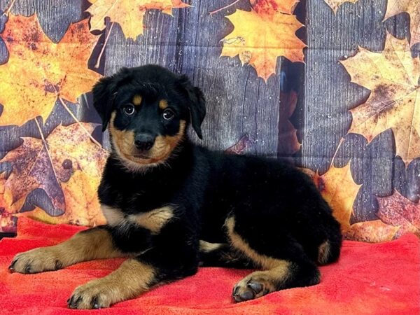 Rottweiler-Dog-Female-Black and Mahogany-25640-Petland Scottsdale, Arizona