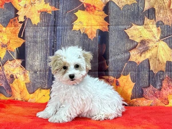 Maltese/Poodle-Dog-Male-White and Apricot-25637-Petland Scottsdale, Arizona