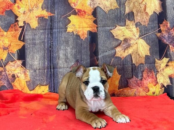 English Bulldog-Dog-Male--25629-Petland Scottsdale, Arizona