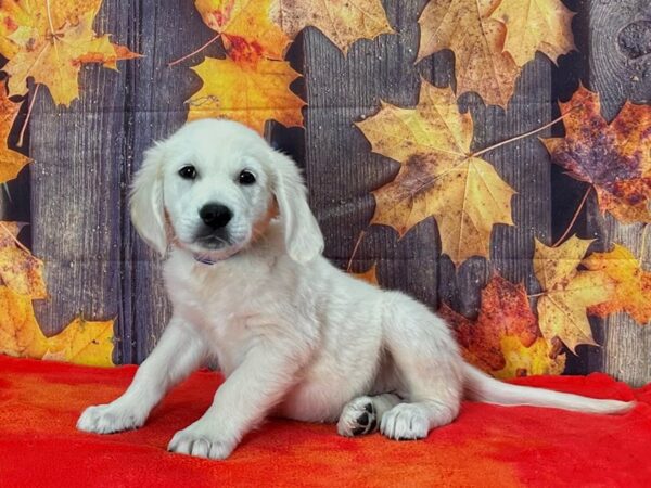 Golden Retriever-Dog-Male-Golden-25672-Petland Scottsdale, Arizona