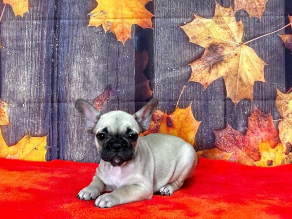 French Bulldog-Dog-Female-FAWN BLACK MASK-25669-Petland Scottsdale, Arizona