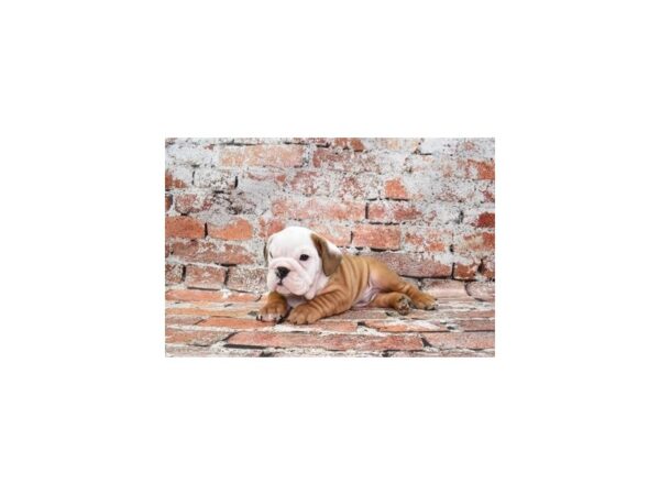 English Bulldog-Dog-Male-Red and White-25719-Petland Scottsdale, Arizona