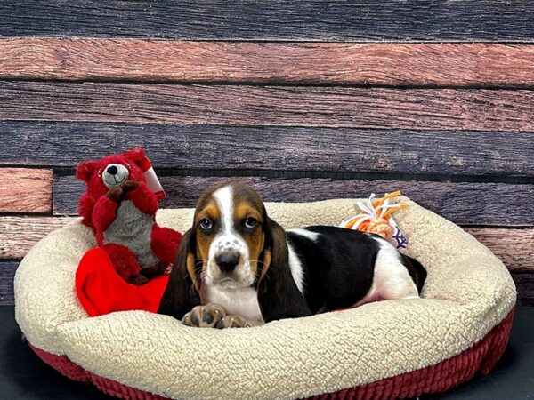Basset Hound-Dog-Male-Black White and Tan-25682-Petland Scottsdale, Arizona