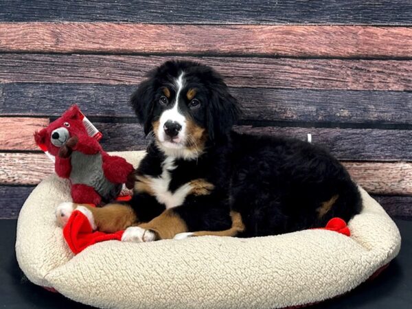Bernese Mountain Dog-Dog-Male-Black Rust and White-25683-Petland Scottsdale, Arizona
