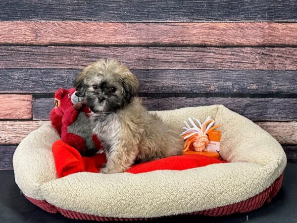 Bichon Frise/Shih Tzu-Dog-Female-Gold-25673-Petland Scottsdale, Arizona
