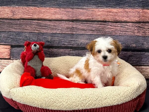 Bichon Frise/Shih Tzu-Dog-Female-White / Gold-25695-Petland Scottsdale, Arizona