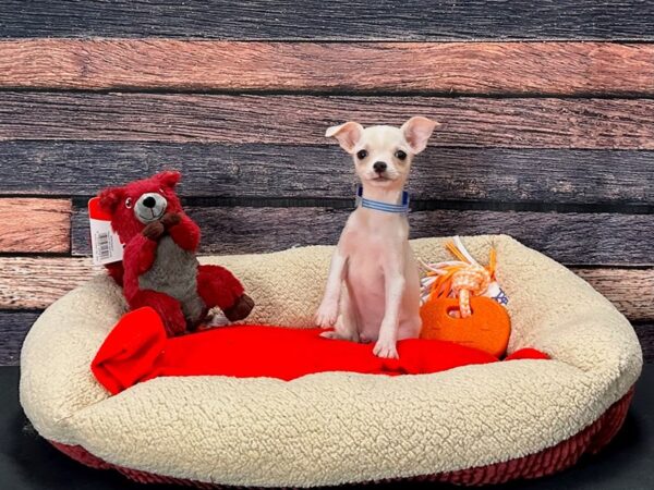 Chihuahua-Dog-Male-Cream-25685-Petland Scottsdale, Arizona
