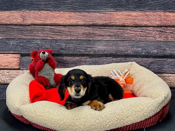 Dachshund-Dog-Male-Black and Tan-25677-Petland Scottsdale, Arizona