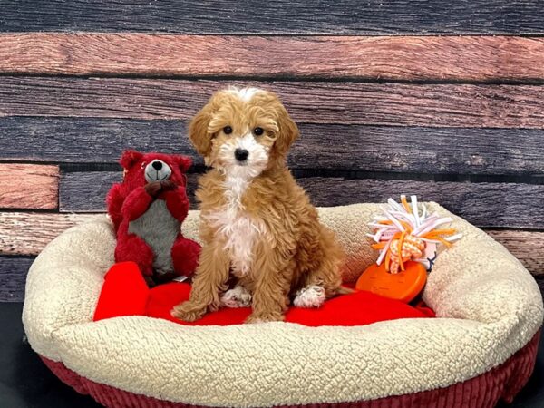 F1B Mini Goldendoodle-Dog-Female-Red-25697-Petland Scottsdale, Arizona