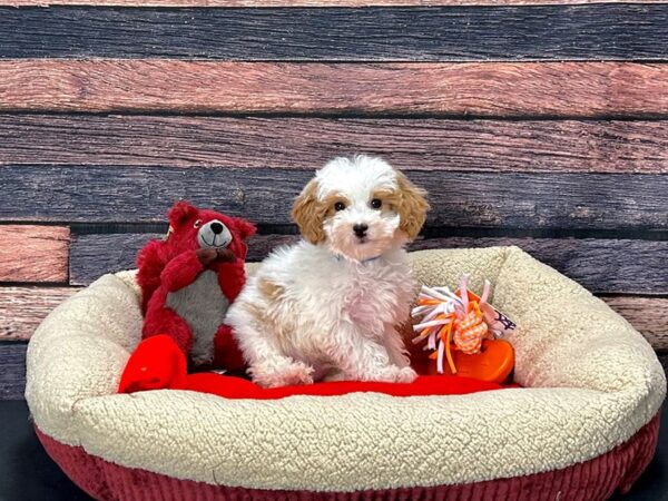 F1B Mini Goldendoodle-Dog-Male-White / Red-25698-Petland Scottsdale, Arizona