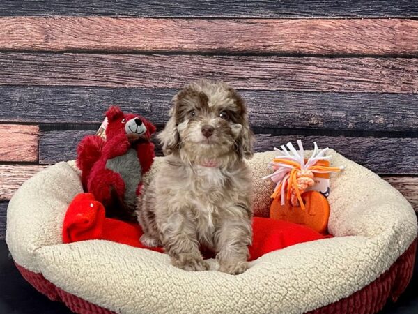 F1B Mini Labradoodle-Dog-Female-Chocolate Merle-25696-Petland Scottsdale, Arizona