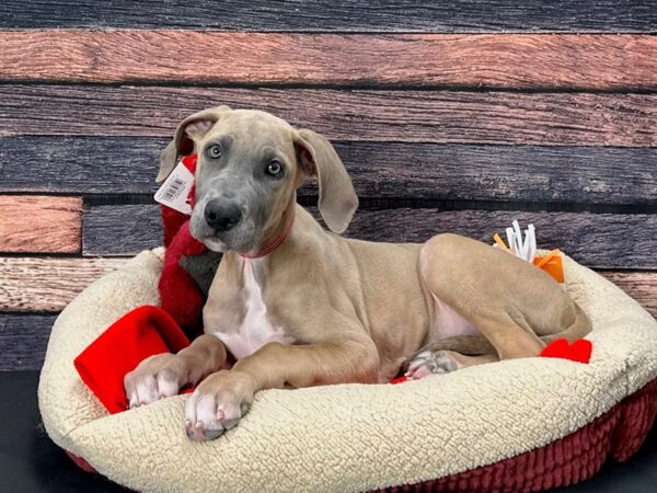 Great Dane-Dog-Female-Fawn-25678-Petland Scottsdale, Arizona
