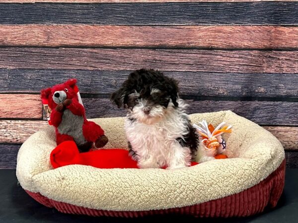 Havanese-Dog-Male-Chocolate / White-25687-Petland Scottsdale, Arizona
