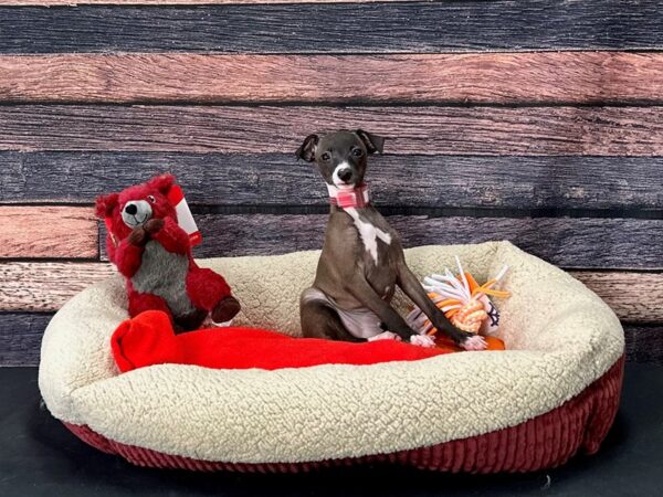 Italian Greyhound-Dog-Female-Seal-25688-Petland Scottsdale, Arizona