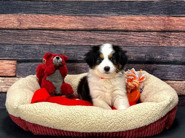 Miniature Australian Shepherd-Dog-Female-Black White and Brown-25674-Petland Scottsdale, Arizona
