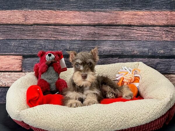 Miniature Schnauzer-Dog-Female-Liver-25679-Petland Scottsdale, Arizona