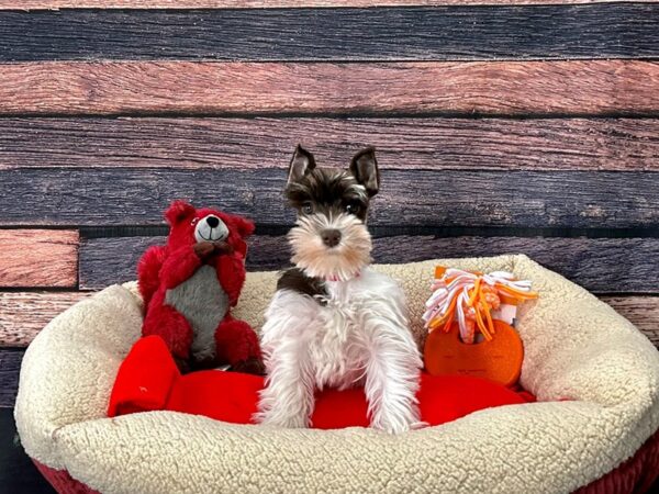 Miniature Schnauzer-Dog-Female-Liver-25689-Petland Scottsdale, Arizona