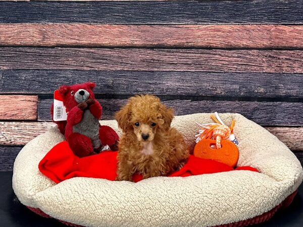 Poodle-Dog-Female-Red-25681-Petland Scottsdale, Arizona