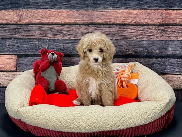 Poodle-Dog-Female-Apricot-25690-Petland Scottsdale, Arizona