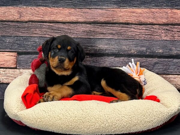 Rottweiler-Dog-Female-Black and Mahogany-25676-Petland Scottsdale, Arizona