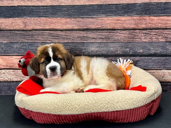 Saint Bernard-Dog-Male-Mahogany / White-25691-Petland Scottsdale, Arizona
