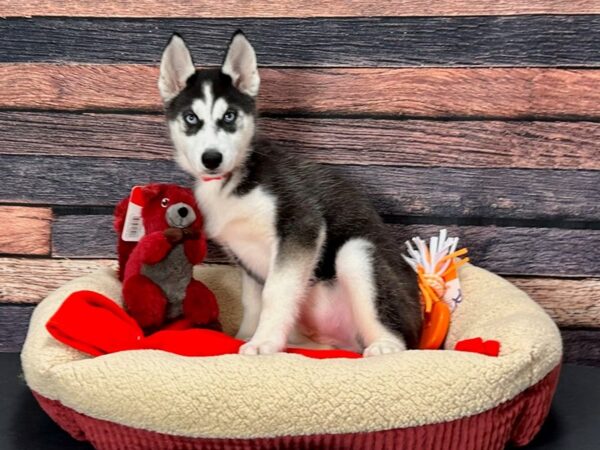 Siberian Husky-Dog-Female-Black / White-25692-Petland Scottsdale, Arizona