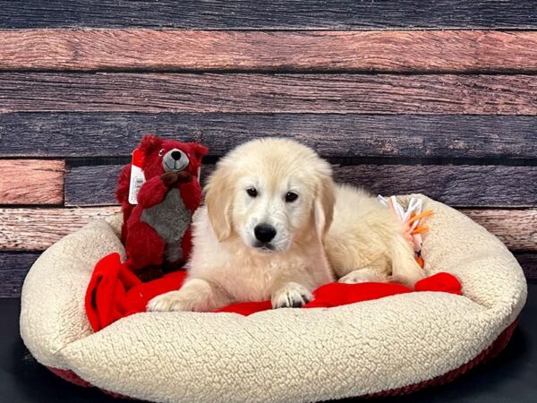 Golden Retriever-Dog-Male-Golden-25700-Petland Scottsdale, Arizona