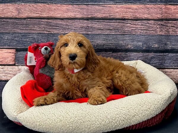 F1B Goldendoodle-Dog-Female-Golden-25704-Petland Scottsdale, Arizona
