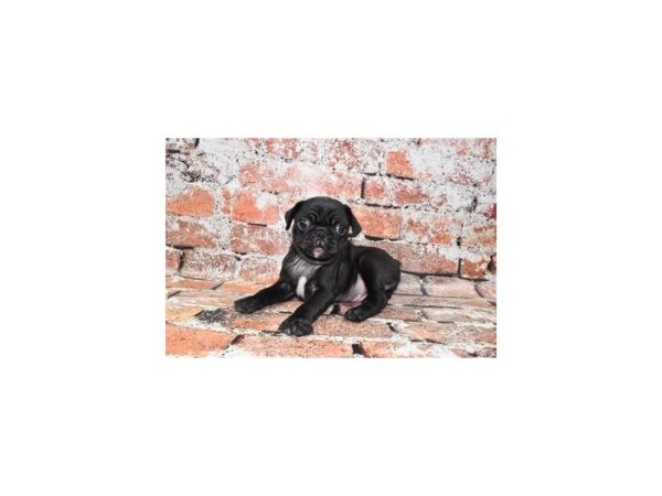 Pug-Dog-Male-Black-25716-Petland Scottsdale, Arizona