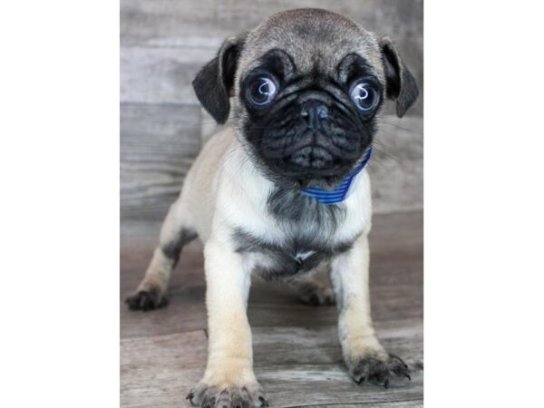 Pug-Dog-Female-Fawn-25728-Petland Scottsdale, Arizona