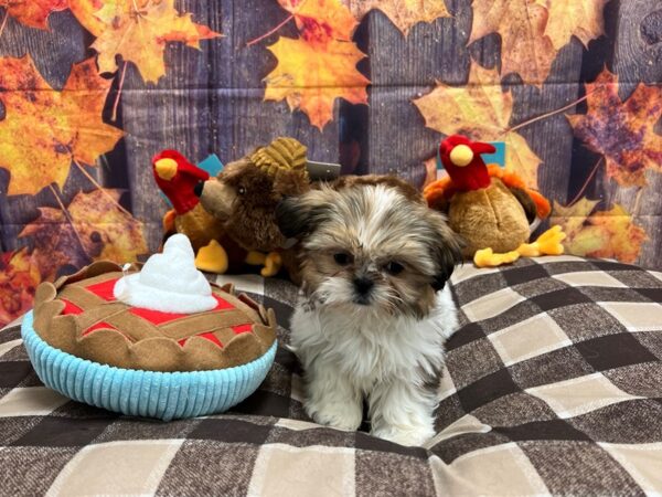 Shih Tzu-Dog-Female-Golden / White-25731-Petland Scottsdale, Arizona