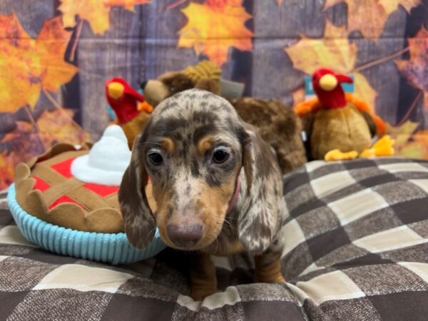 Dachshund-Dog-Female-Chocolate / Tan-25723-Petland Scottsdale, Arizona