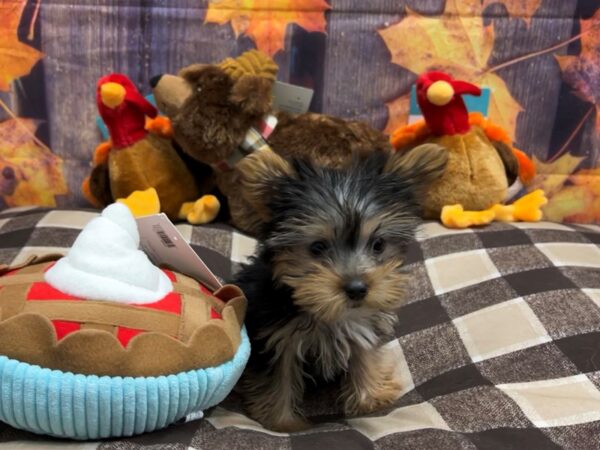 Yorkshire Terrier-Dog-Female-Black / Tan-25733-Petland Scottsdale, Arizona
