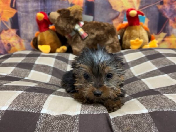 Yorkshire Terrier-Dog-Male-Black / Tan-25734-Petland Scottsdale, Arizona