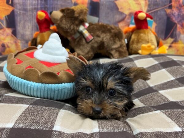 Yorkshire Terrier-Dog-Male-Black / Tan-25735-Petland Scottsdale, Arizona